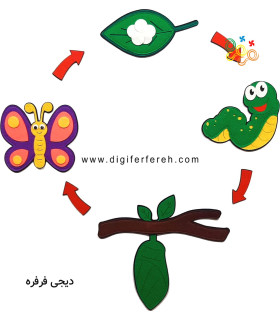 چرخه رشد پروانه