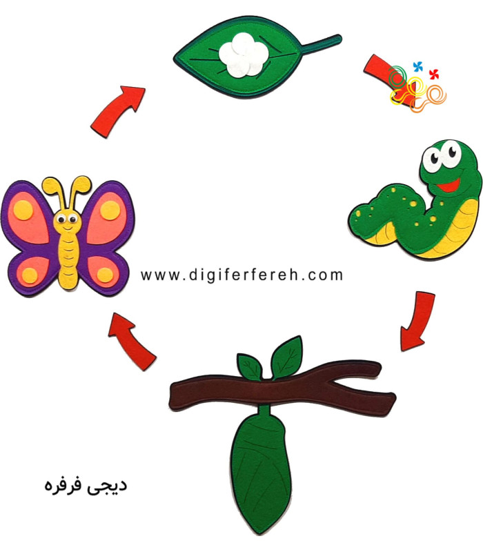 چرخه رشد پروانه