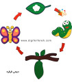 چرخه رشد پروانه
