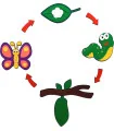 چرخه رشد پروانه