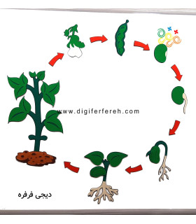 چرخه رشد گیاه