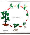 چرخه رشد گیاه