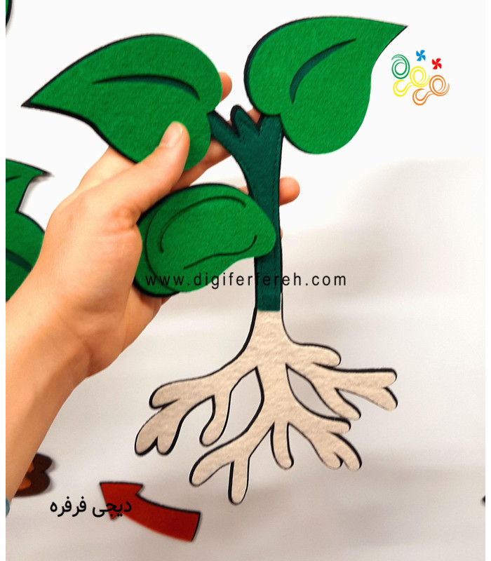 چرخه رشد گیاه