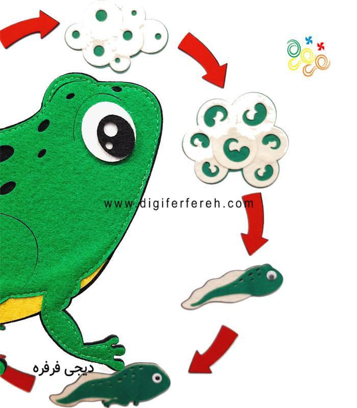 چرخه رشد قورباغه