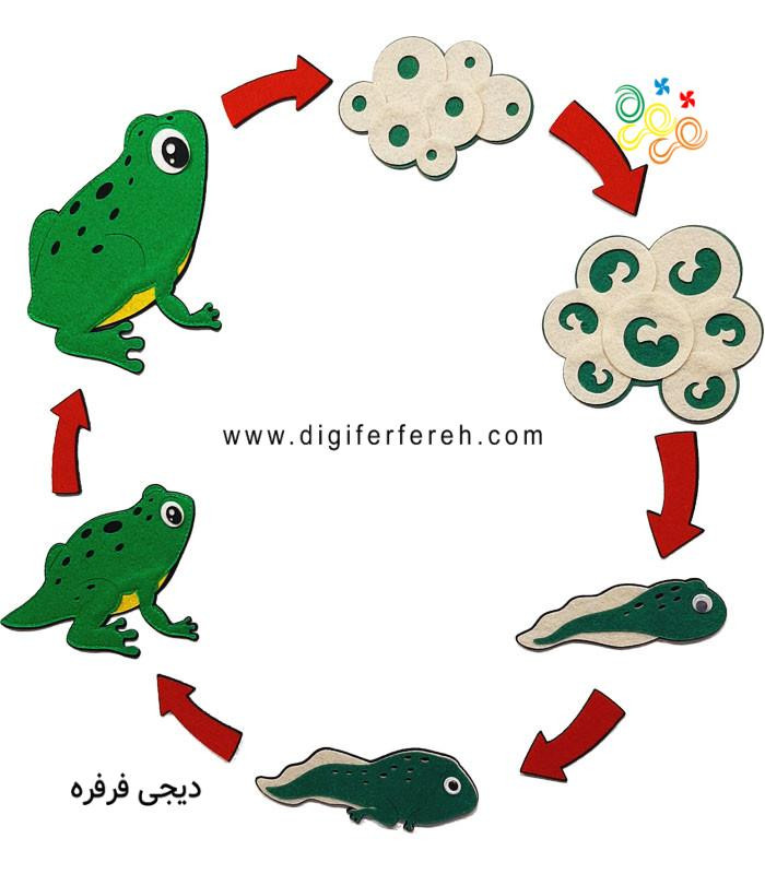 چرخه رشد قورباغه